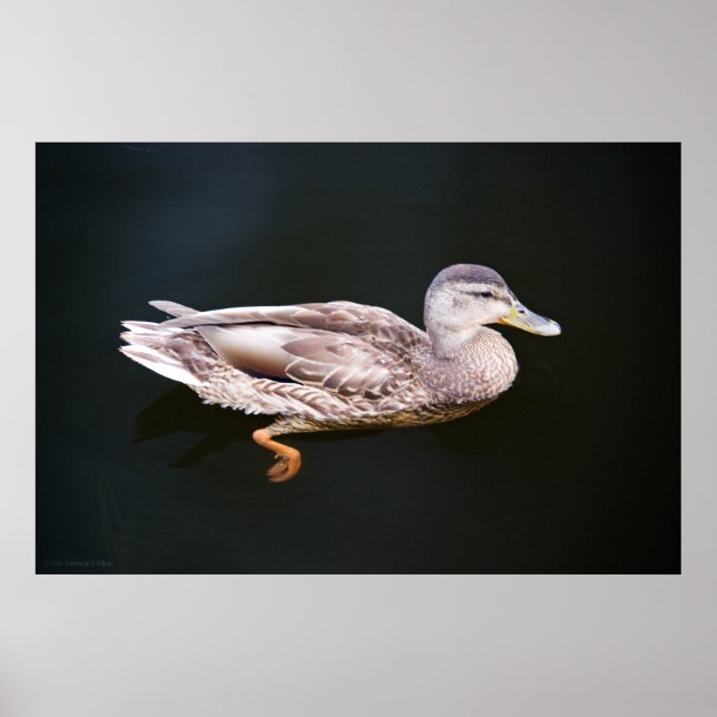 Poster Canard 907b (Devant)