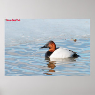 Poster Canard à dos cannelle