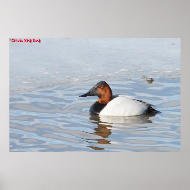 Poster Canard à dos cannelle (Devant)