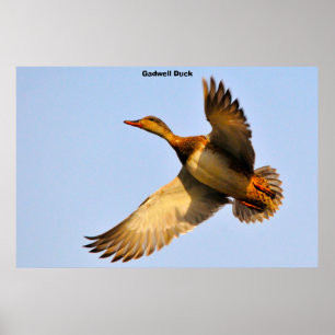 Poster Canard à dos cannelle