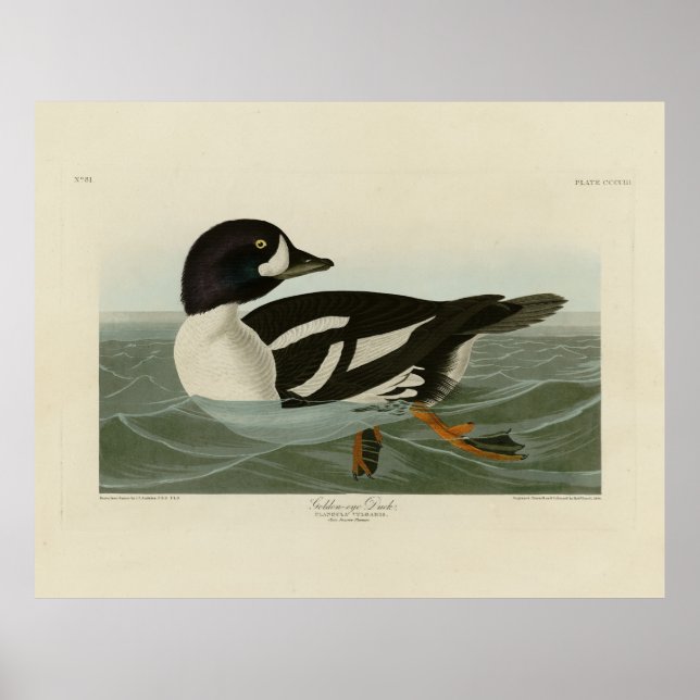 Poster Canard à oeil d'or des oiseaux d'Amérique d'Audubo (Devant)