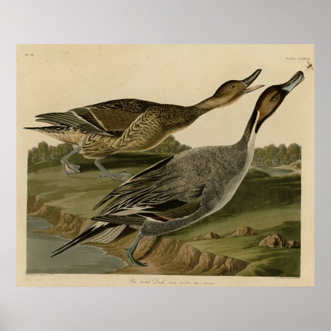 Poster Canard à queue épinglée (Devant)