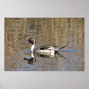 Poster Canard à queue pointue nage dans un étang