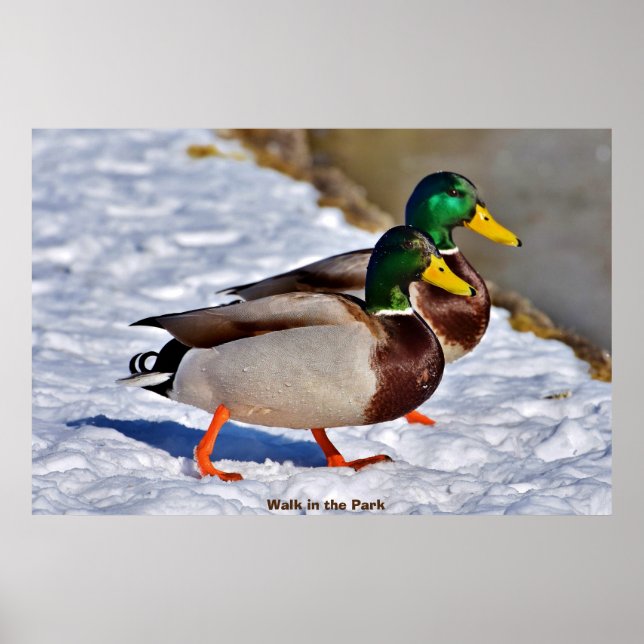 Poster Canard colvert (Devant)