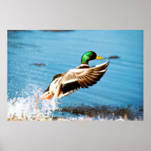 Poster Canard colvert