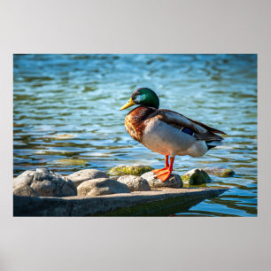 Poster Canard colvert debout sur des rochers du rivage au