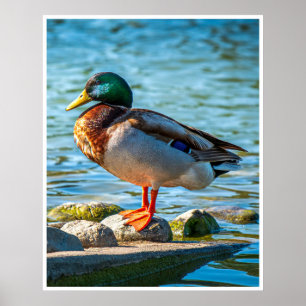 Poster Canard colvert mâle perché sur des pierres au bord