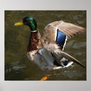 Poster canard colvert sur le point de voler Toile Imprime