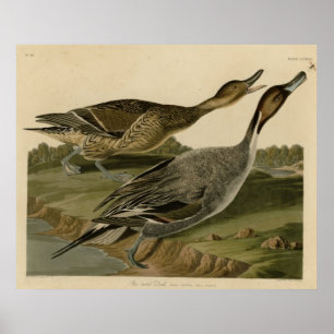 Poster Canard coupé la queue par Pin