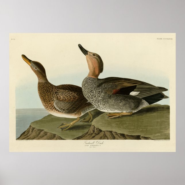 Poster Canard de Gadwall - Les oiseaux d'Amérique de John (Devant)
