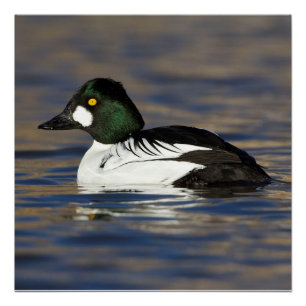 Poster Canard de l'oeil d'or mâle