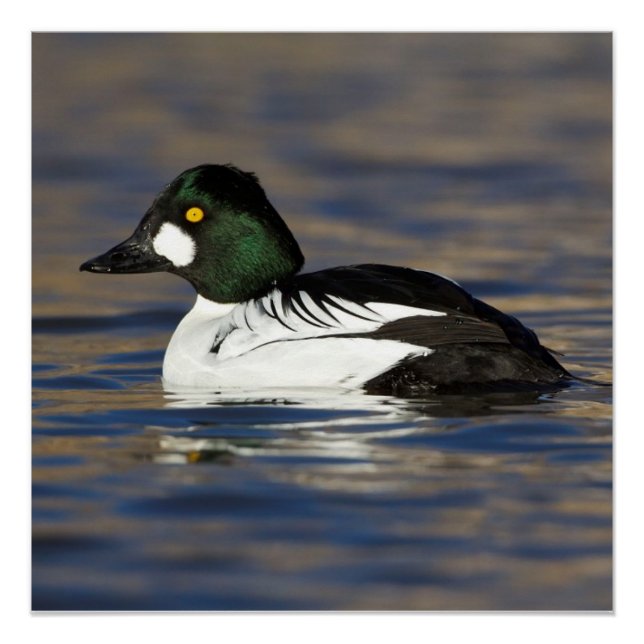 Poster Canard de l'oeil d'or mâle (Devant)