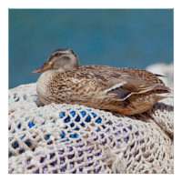 Canard de repos