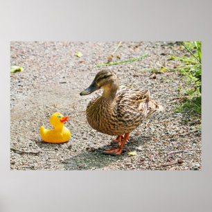 Poster Canard en caoutchouc et canard mère