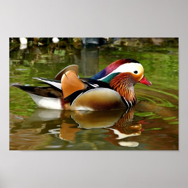 Poster Canard mandarin (Devant)