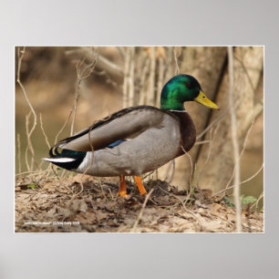 Poster Canard masculin de Mallard
