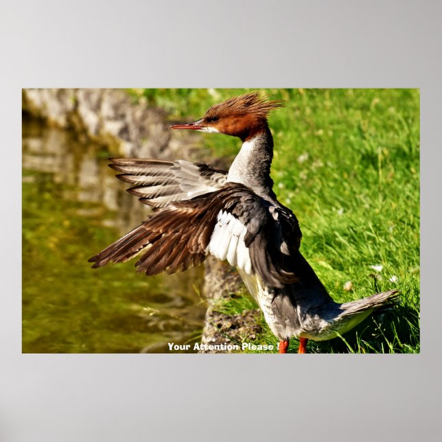 Poster Canard Meganser (Devant)