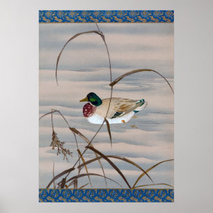 Poster Canard nager dans le lac