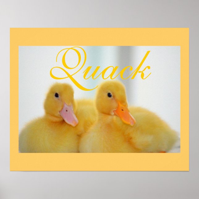Poster Canard Oiseau Animal Mignon Poulet Coin-coin (Devant)
