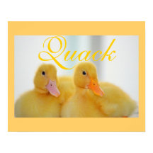 Canard Oiseau Animal Mignon Poulet Coin-coin