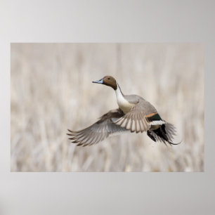 Poster Canard pilet mâle en vol