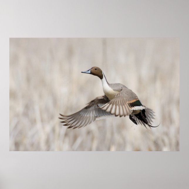 Poster Canard pilet mâle en vol (Devant)