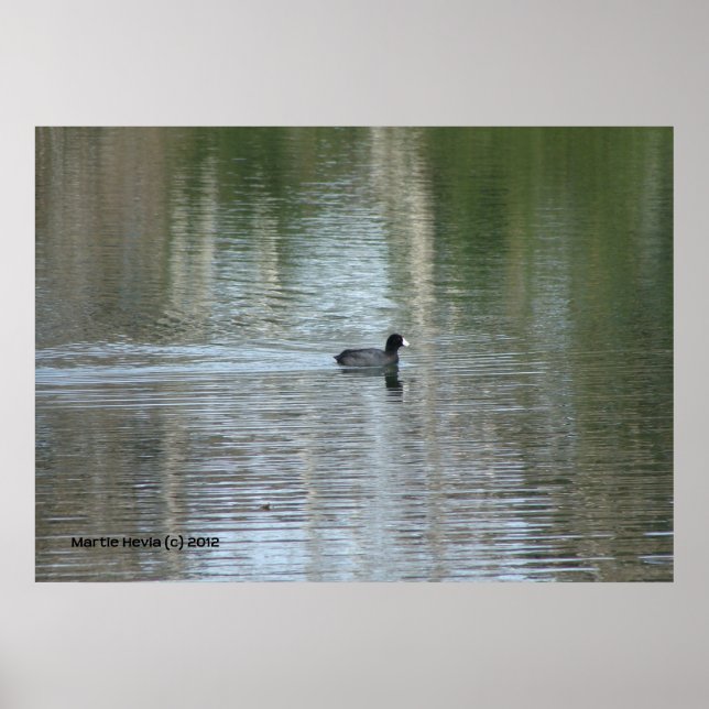 Poster Canard solitaire (Devant)