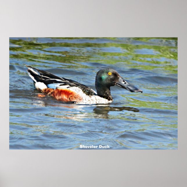 Poster Canard souchet (Devant)