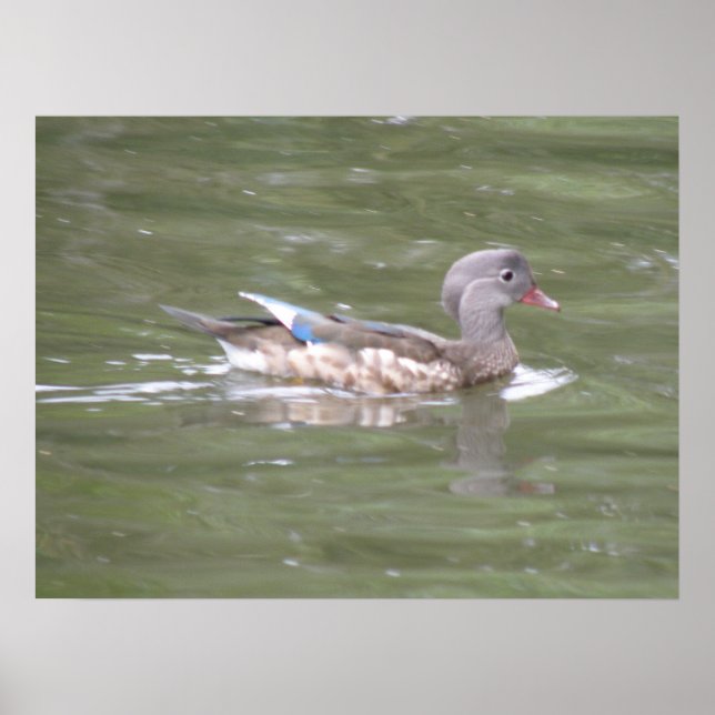 Poster Canard sur le lac Imprimer (Devant)