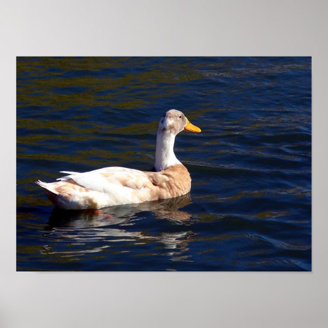 Poster Canard Sur L'Eau (Devant)