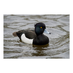 Poster Canard touffu mâle