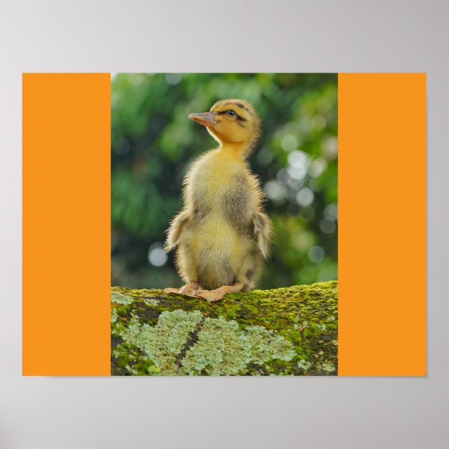 Poster Canards (Devant)