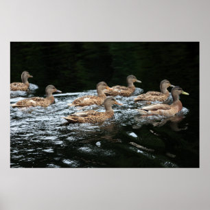 Poster Canards