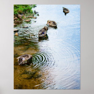 Poster Canards adultes 2