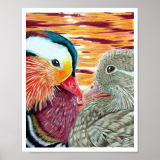 Poster Canards amoureux