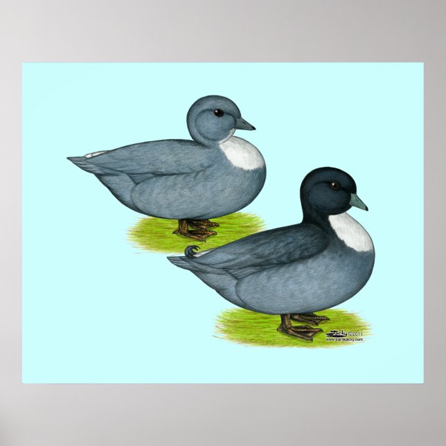Poster Canards : Appels bleus (Devant)