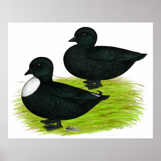 Poster Canards : Appels noirs (Devant)