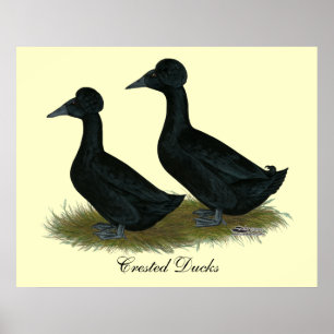 Poster Canards : Black Crested