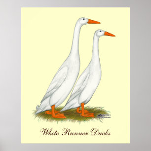 Poster Canards blancs