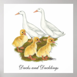 Poster Canards blancs et canards blancs