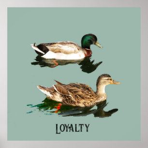 Poster Canards colverts