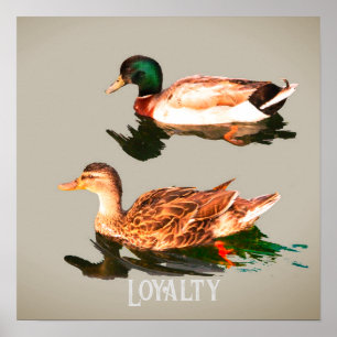 Poster Canards colverts