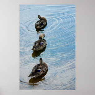 Poster Canards dans une rangée