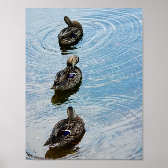 Poster Canards dans une rangée (Devant)