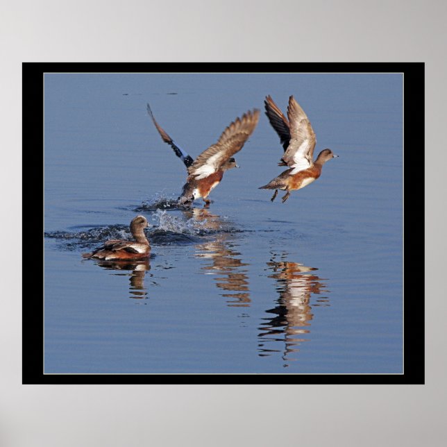 Poster Canards décolletés (Devant)