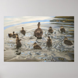 Poster Canards qui nagent