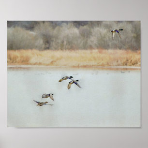 Poster Canards sauvages survolant un lac en hiver
