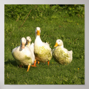 Poster canards, vivants, prairies, animaux, ferme, vie ru