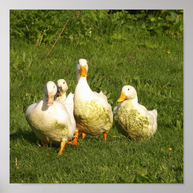 Poster canards, vivants, prairies, animaux, ferme, vie ru (Devant)