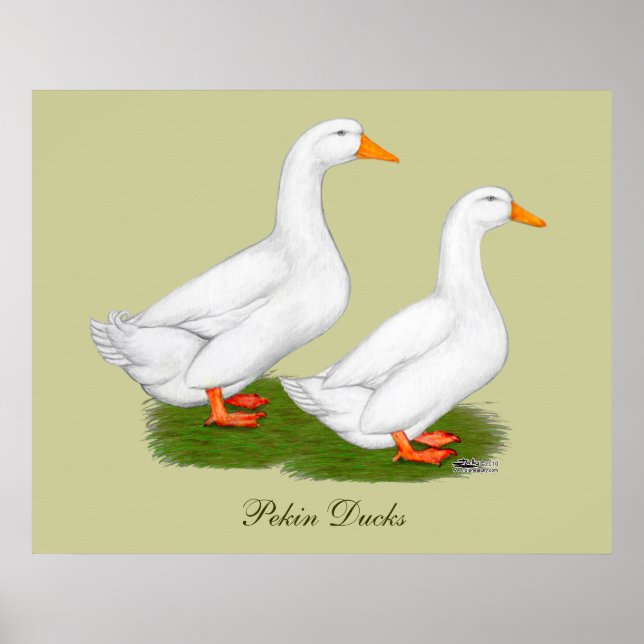 Poster Canards : White Pekins (Devant)